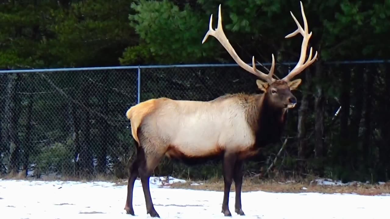 Elk