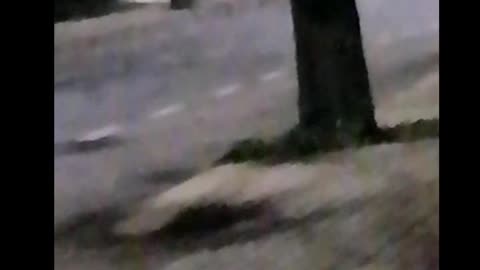 Una pareja discute a voces mientras paseo a los perros (5:57am)