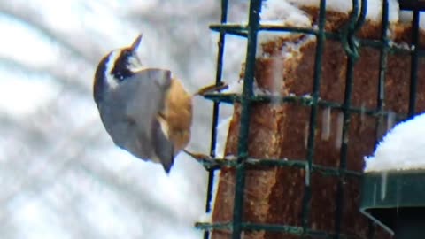Red-breasted nuthatch