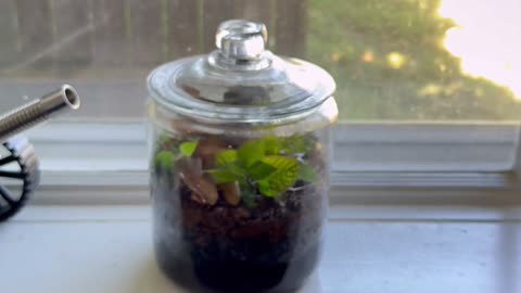 Closed Ecosystem Terrarium