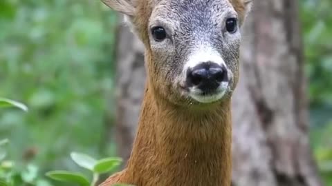 People call the cry of a roe deer by different names, using the words "bark", "roar" or "squeak".