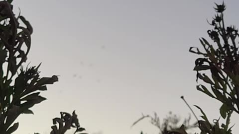 Michigan's wastelands Mosquito Mobs at sunset