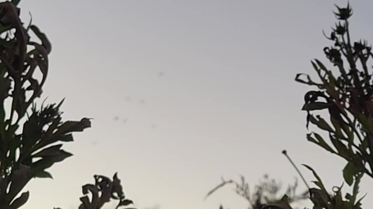 Michigan's wastelands Mosquito Mobs at sunset