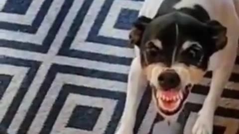 Kana Impossible Subscribe Best Funny Animal Videos Of 2025 🤣 - Funniest Dogs Videos 😺