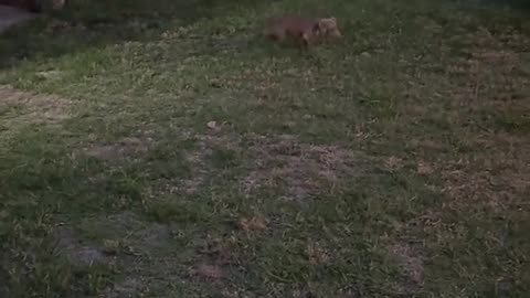 Bunny Hopping Dachshund