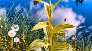 Nature photography Beautiful views nature Pretty nature video