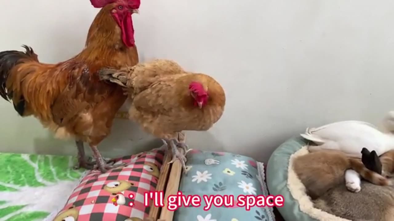 So funny! The hen, rabbit, rooster, duck, and puppy all want to sleep with Kitty.What a happy family