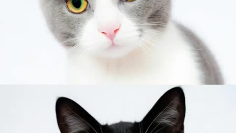 📹 AI or Real Twin Cats 🐱 Which one is real