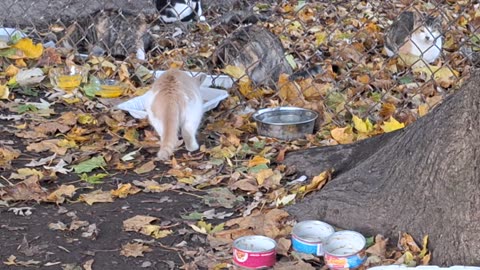 Mommy, grandma and the kittens eating