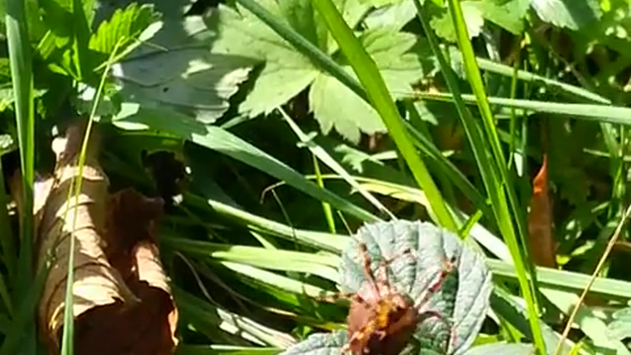 🤯✨ Witness Nature's Tiny Acrobat in Action! | FeedMyCuriosity