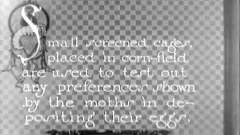 LIFE OF THE CORN BORER - LIFE OF THE CORN BORER - fc-fc-308