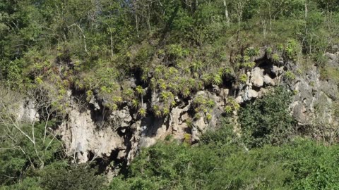 Brazil Untamed: Series 1_Monkey Garden