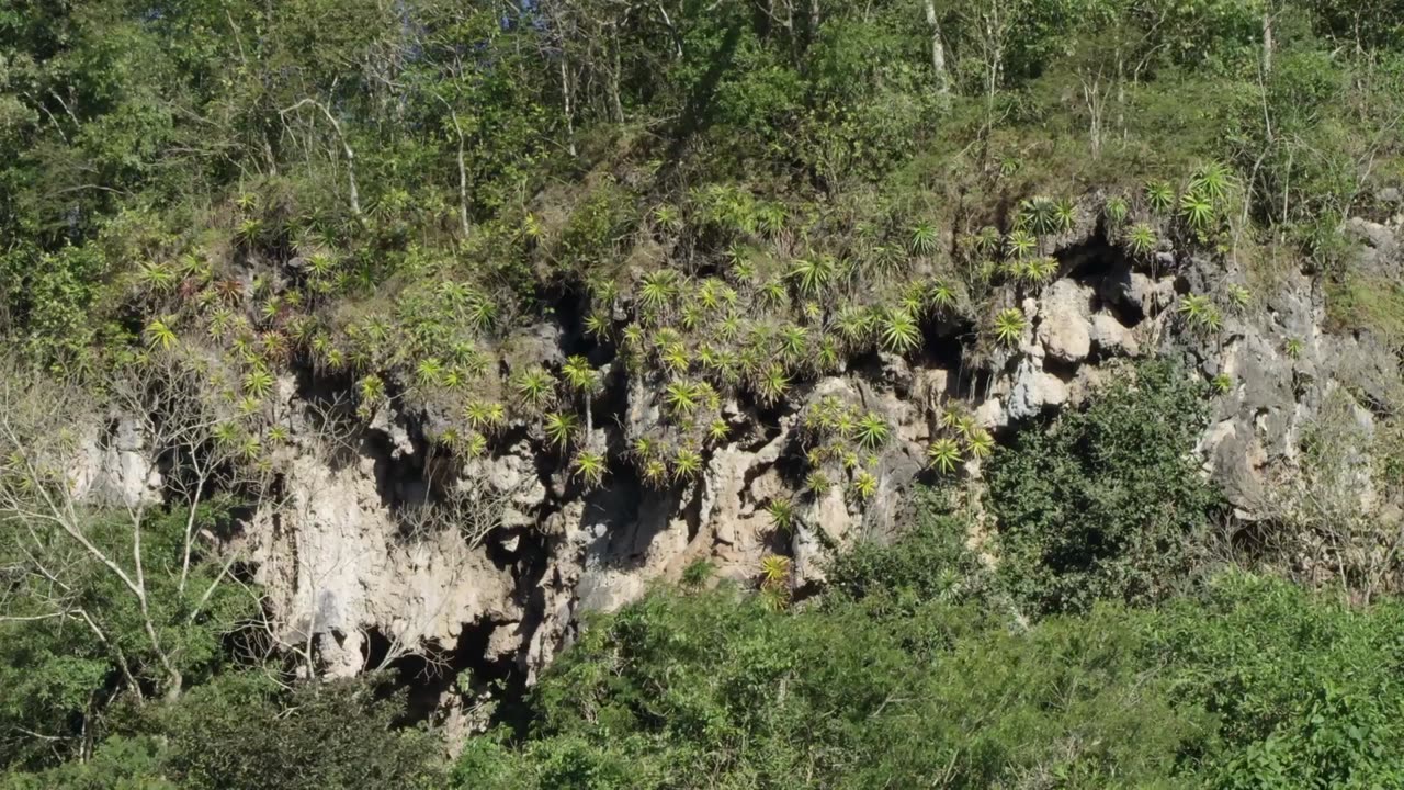 Brazil Untamed: Series 1_Monkey Garden