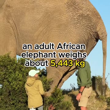 The Largest Land Animal EVER! 🤯 You Won't Believe How Big It Is!