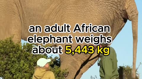 The Largest Land Animal EVER! 🤯 You Won't Believe How Big It Is!