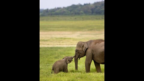 Embark on a Wildlife Safari Adventure in Sri Lanka🐘🌳🌼✨