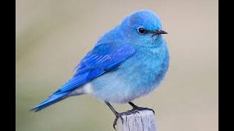 More Hittin the Streets of Phoenix AZ IRL - Nov 20 2025 -