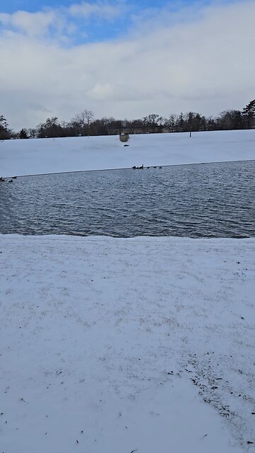 Geese on Louis Reservoir on a Cold Day