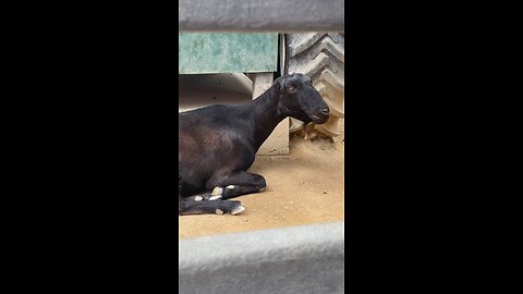 goat 🐐 #goat #followme #shorts #viral #trending