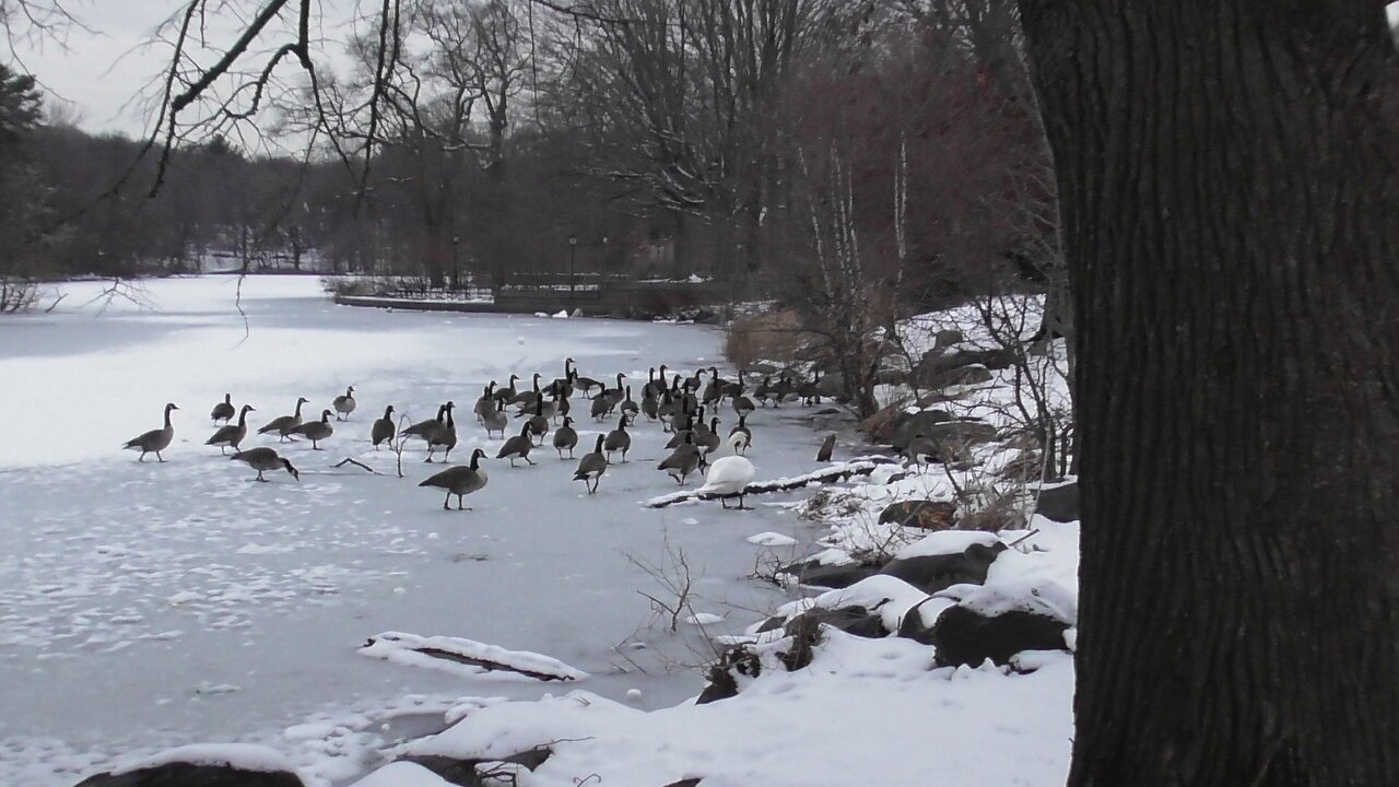 A cold day in Prospect Park