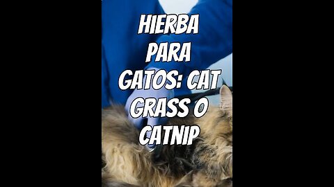 hierba-para-gatos CATNIP