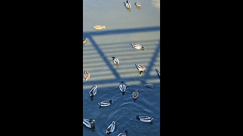 Mallard Ducks 🦆 #mallrdducks #shorts #viral #trending #ducks #followme #trending