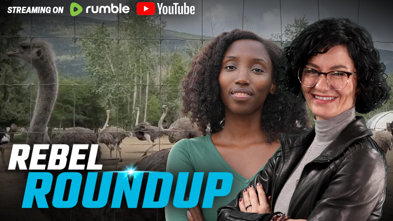 Rebels return to BC ostrich farm, CBC laughs at Antifa assault on Alexa Lavoie | Rebel Roundtable