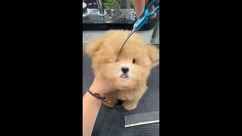 Cute dog haircut 😍 || dog shorts