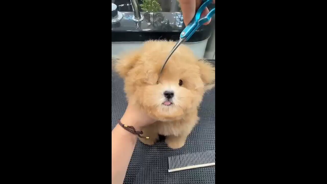 Cute dog haircut 😍 || dog shorts