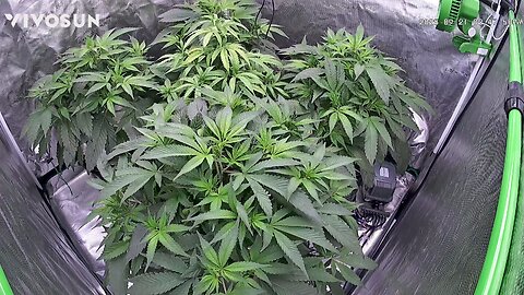 Mars Hydro 4x4 Purple Magic DWC