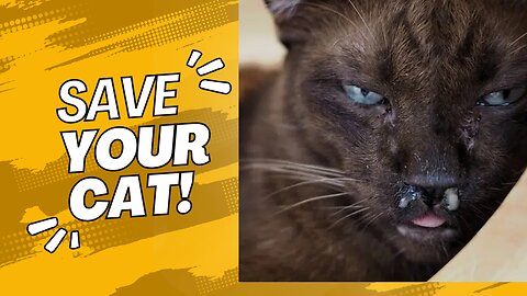 Why Your Cat's Breathing Needs Your Attention Now!