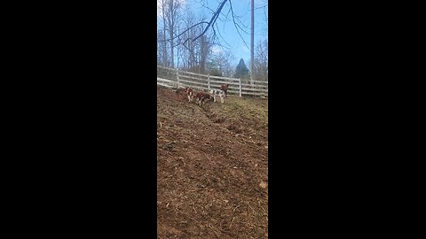 Shorthorn Plus calves 2025.