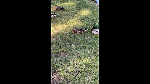 Mallard Ducks 🦆 #mallardducks #ducks #duck #viral #subscribe #shorts