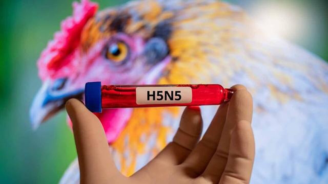A Bird-Flu Breakout - H5N5 2025 - Pandemic II Coming Soon?