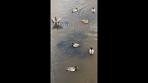 Mallard Ducks 🦆 #mallardducks #duck #ducks #followme #shorts #viral #trending