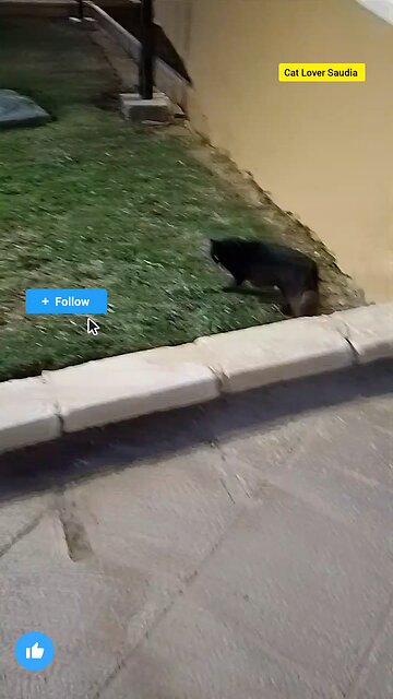 The Cat lover Saudia arbia visit fan