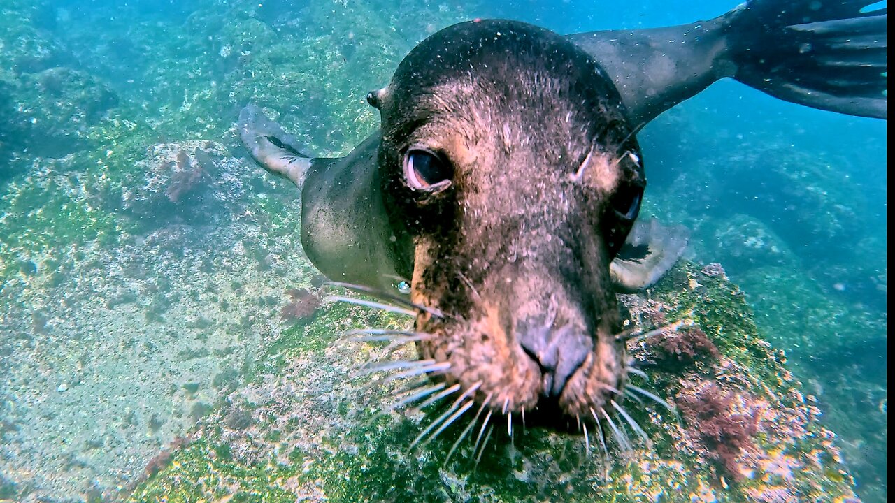 Playful Sea Lion Boops Camera of Scuba Diver