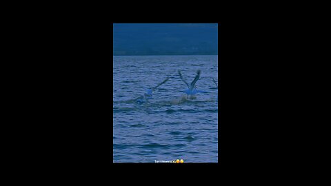 #foryoupage#forviralvide