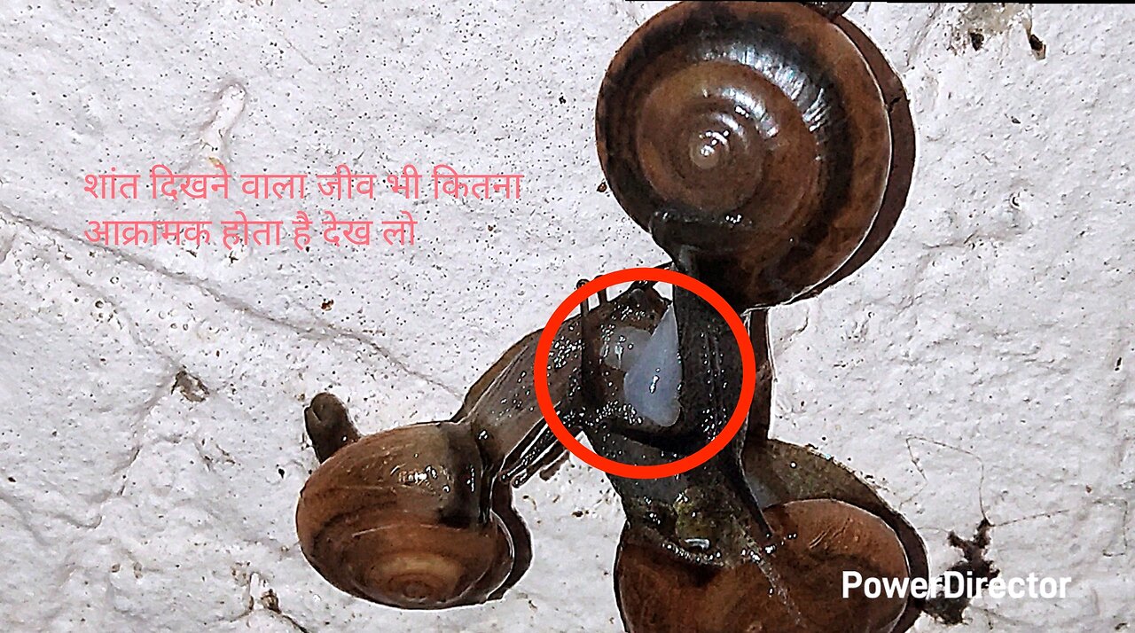 घोंघे की क्रियाकलाप