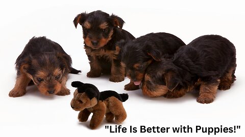 cute animal: Why Puppies Make Life Better