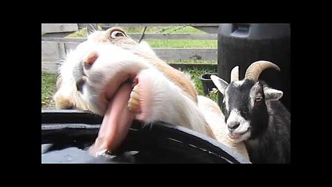 The Pet Collective - Funniest Farm Animals