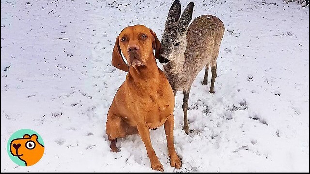 Dog "Adopted" Baby Deer And Raised Her As His Own | Cuddle Buddies