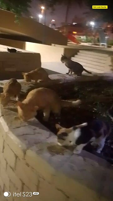 Cat Lover Saudia arbia video