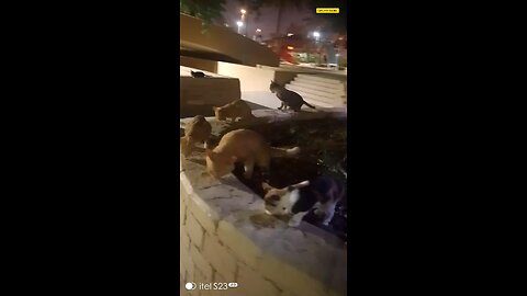 Cat Lover Saudia arbia video