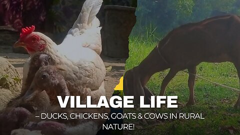 🏡 Village Life – Ducks, Chickens, Goats & Cows in Rural Nature! 🌿