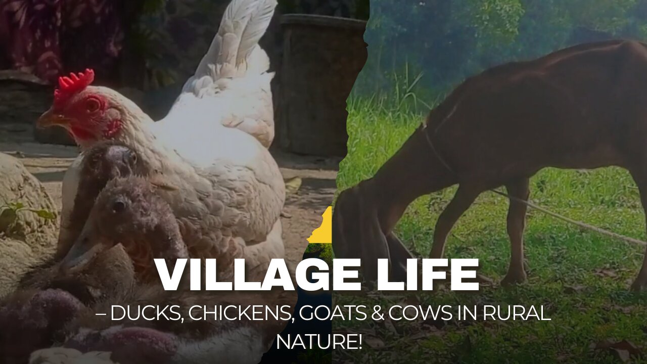 🏡 Village Life – Ducks, Chickens, Goats & Cows in Rural Nature! 🌿
