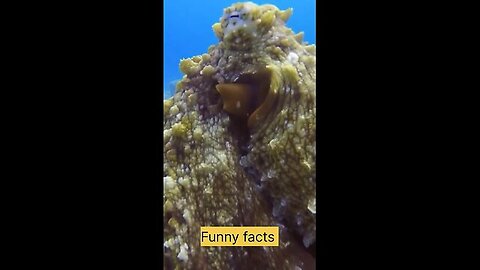 Funny facts about octopus 🙏 #shorts #facts #information #knowledge #agt