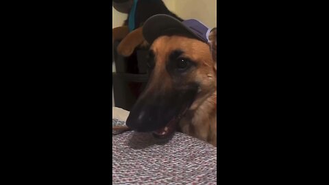 German Shepherd funny jokes