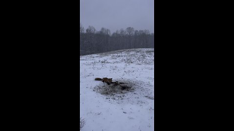 Trapping Red Fox in the snow yeah buddy!!