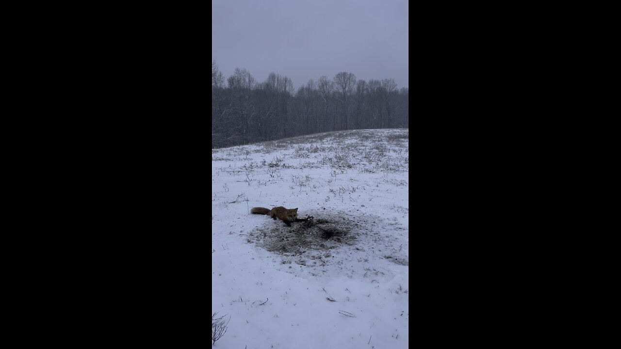 Trapping Red Fox in the snow yeah buddy!!